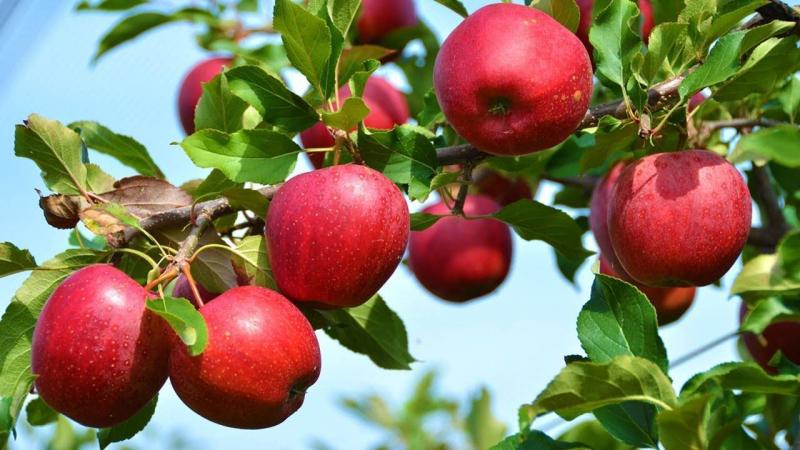 Export of Lebanese Apples to Jordan Starts on 15th