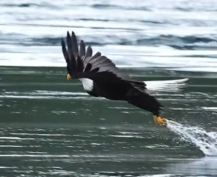 Amazing Video... Eagle Catches and Eats Fish in Midair