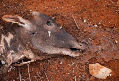 Record Levels of Drought in Ethiopia Affecting Populations and Livestock