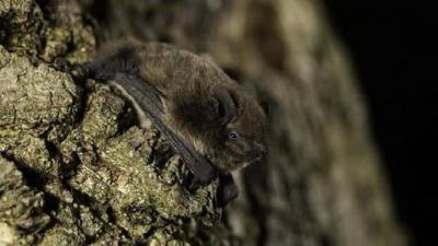 Five New Viruses in Bats
