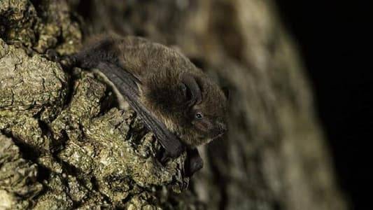 Five New Viruses in Bats