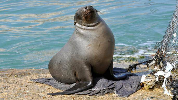 Title: Mediterranean Monk Seal Appears in Eastern Mediterranean