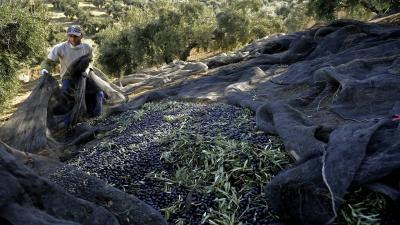 European Commission: Drought Raises Olive Oil Prices