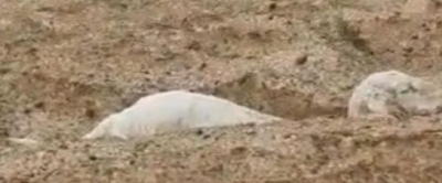 Hail Causes Death of Dozens of Sheep in Saudi Arabia