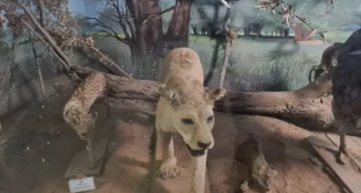 War in Sudan Threatens the Natural History Museum