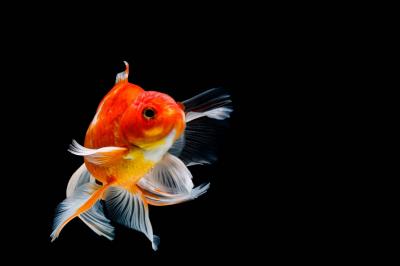 Stunning Video of the "Spanish Dancer" Fish