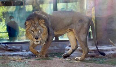 Lion Bite Ends Life of Palestinian Child