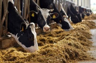 Switzerland Reports Case of Atypical Bovine Spongiform Encephalopathy