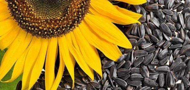 Health Benefits of Sunflower Seeds