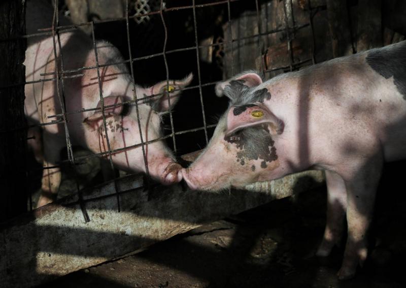 Title: Bosnia Reports Outbreak of African Swine Fever