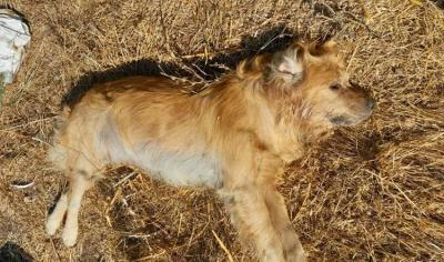 Horrific Crime Against Dogs in Shka