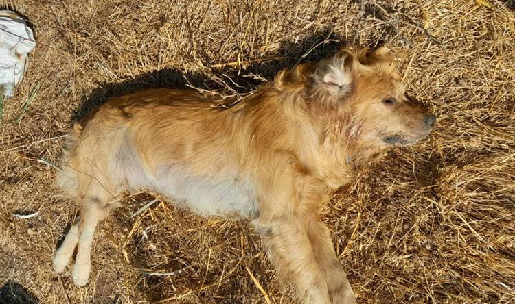 Horrific Crime Against Dogs in Shka