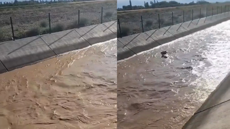 Amazing Rescue of a Cow Swept Away by Water Current