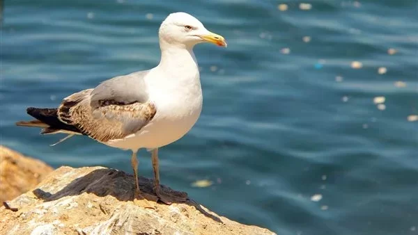 In Belgium: A Championship for Imitating Seagull Sounds