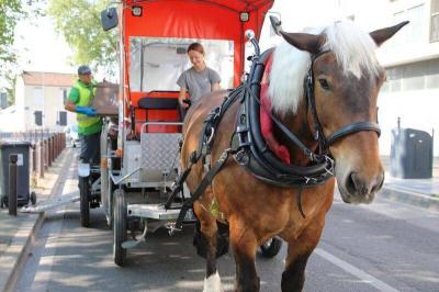 Employee with the Rank of "Horse": An Eco-Friendly Initiative in France
