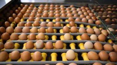 Disappearance of Eggs from British Stores