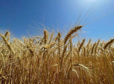 Title: Tunisia Raises Purchase Price of Hard Wheat from Local Farmers
