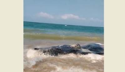 Video: Dead Whale Found on the Shore of Khraib Town