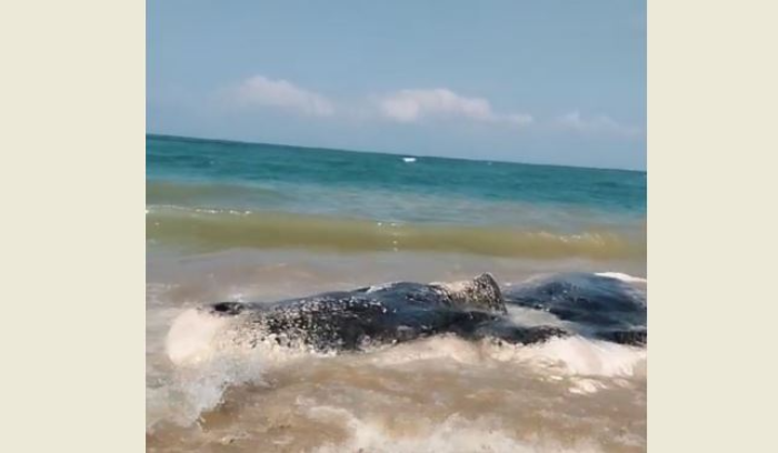 Video: Dead Whale Found on the Shore of Khraib Town
