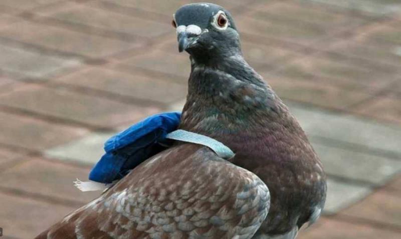 In Canada... A Pigeon Arrested for Drug Charges!