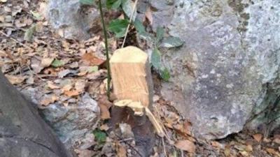 Arrest of 5 People for Cutting Down Ancient Trees: Minister's Response