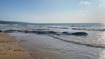 Second Dead Whale Found on Tyre Beach