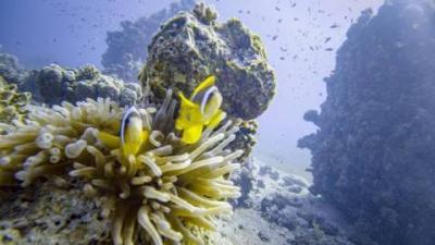UN Reaches First Global Treaty for High Seas Protection
