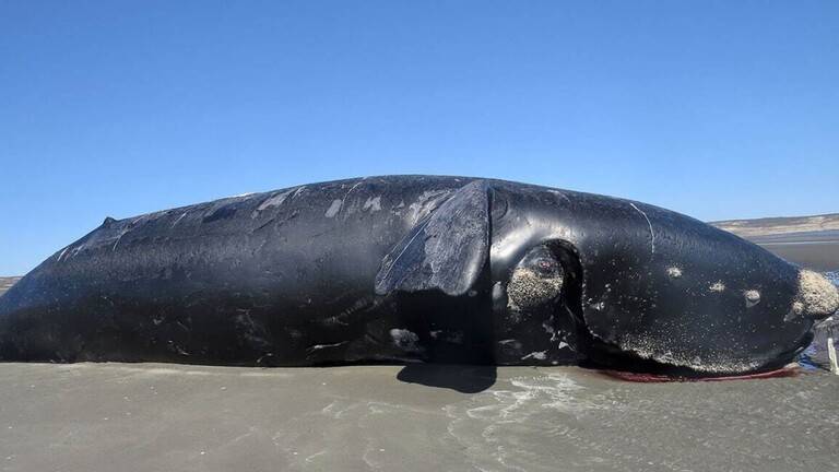 30 Whales Found Dead in Southern Argentina