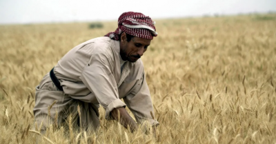 Iraq Achieves Self-Sufficiency in Wheat