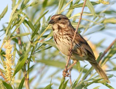 March 20: World Sparrow Day - What Do You Know About It?