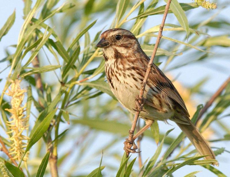 March 20: World Sparrow Day - What Do You Know About It?