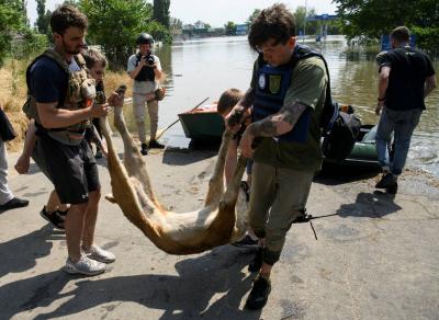 After the Dam Collapse: Rescue of Pets in Kherson