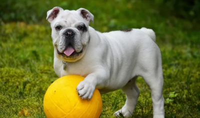 "French Bulldog" Claims the Throne of America's Most Popular Dog