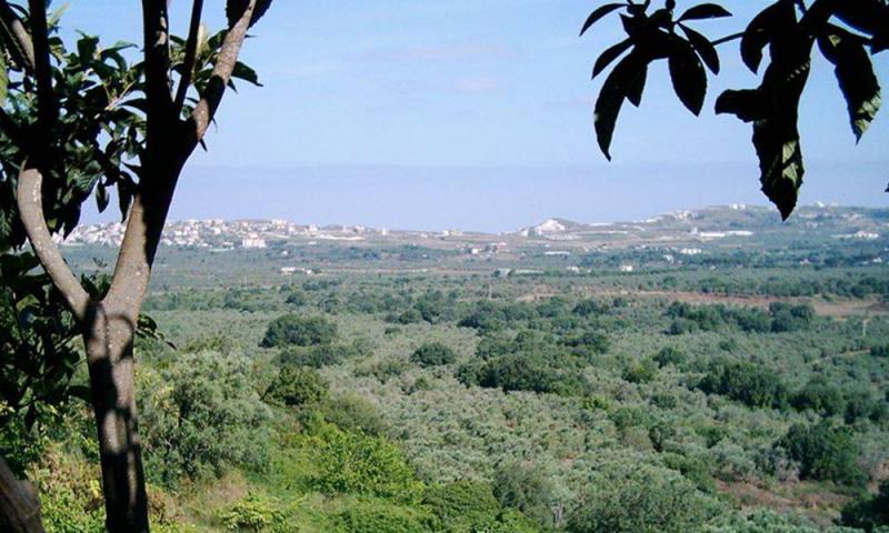 Title: Incident and Gunfire in Koura: What Are the Details?