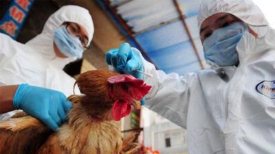Animal Health Organization: Vaccination Against Avian Influenza