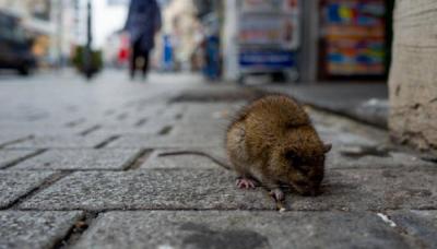 New York Declares War on Rats and Appoints a Woman to Lead the Battle