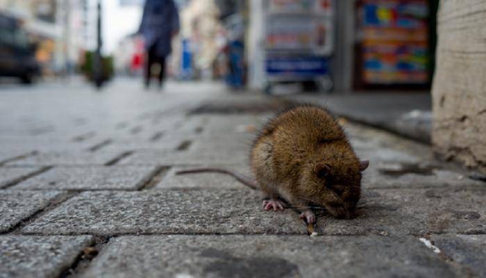 New York Declares War on Rats and Appoints a Woman to Lead the Battle