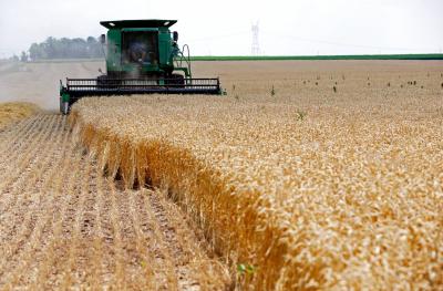 Title: Egypt's Strategic Wheat Reserves Enough for 6 Months