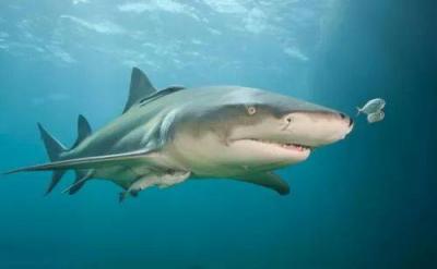 Title: Head of "Environmental Conservation" Association Denies Catching Shark