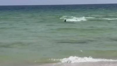 Shark Chases Swimmers at Florida Beach