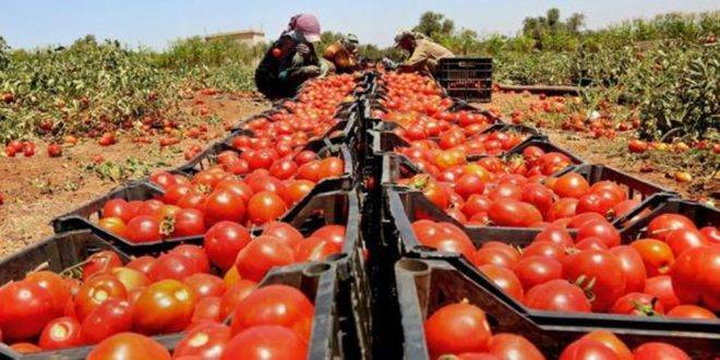 Title: Morocco Imposes Restrictions on Tomato Exports