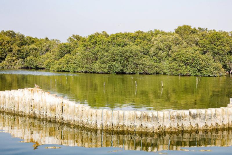 UAE Relies on Mangrove Forests to Combat Climate Change