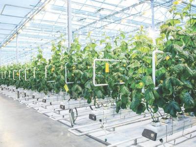 Qatar Leads Middle East and North Africa in Agricultural Technology Modernization