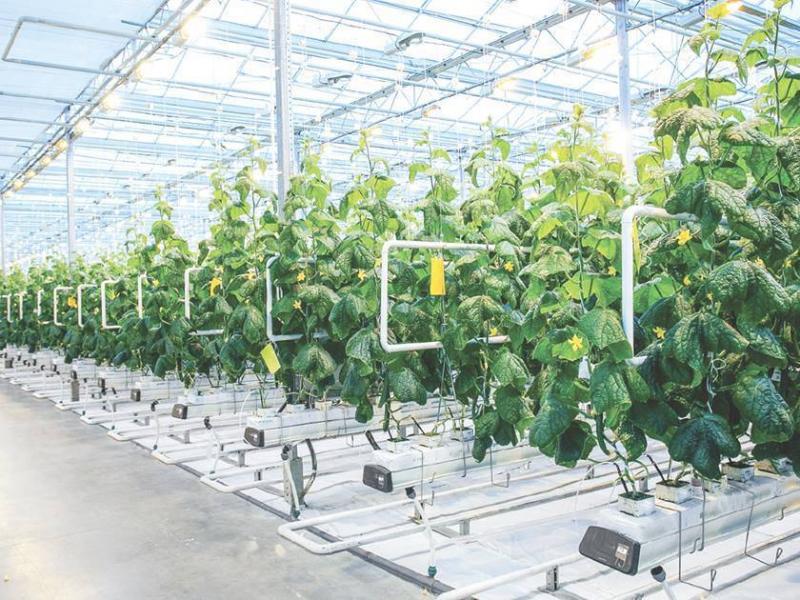 Qatar Leads Middle East and North Africa in Agricultural Technology Modernization
