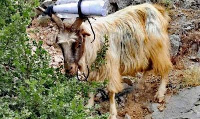 Title: Goat "Delegated" by the Israeli Army to Shebaa Farmers