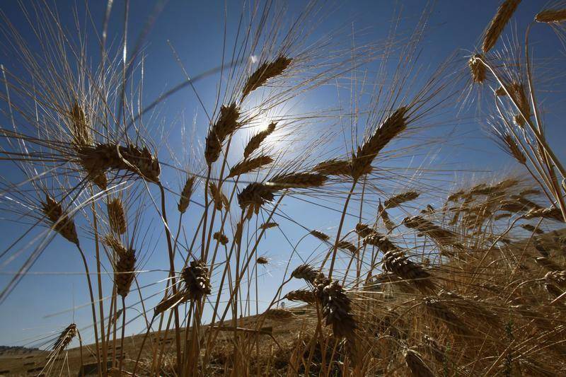 Title: Tunisia Issues Tender for Purchase of Approximately 100,000 Tons of Hard Wheat