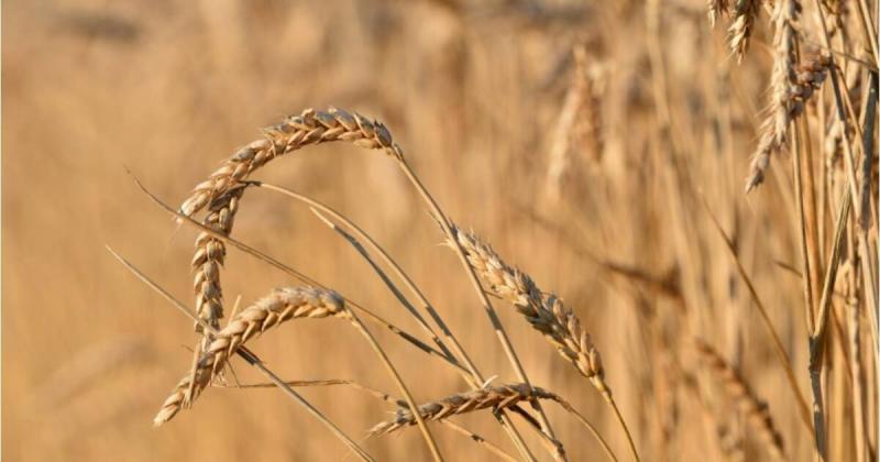 Iraq Purchases 150,000 Tons of Australian Wheat
