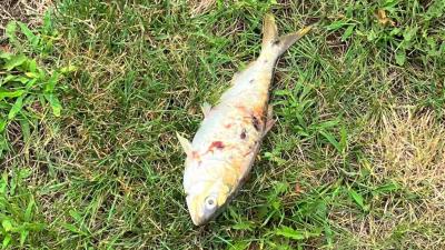 Fish Causes Power Outage in New Jersey