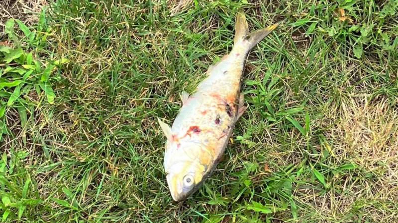 Fish Causes Power Outage in New Jersey