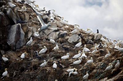 End of Avian Influenza Outbreak in France